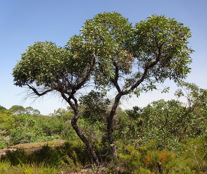 A tree with lush green leaves