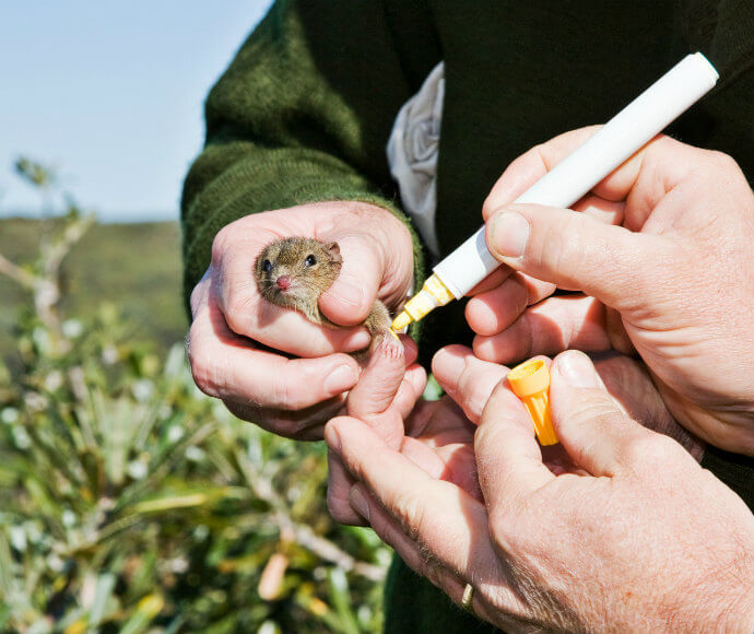 Marking a captured brown antechinus (Antechinus stuartii) field studies of local wildlife