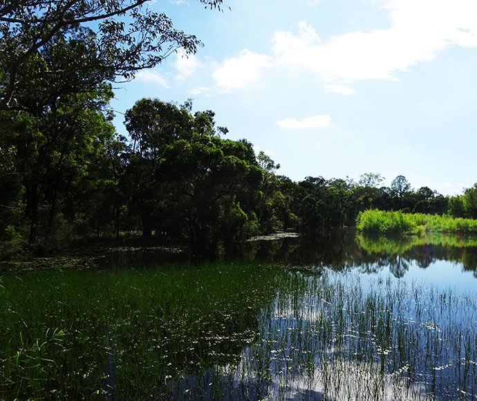 A tranquil pond surrounded by dense green vegetation under a clear sky, reflecting the surrounding trees and foliage