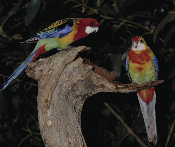 A pair of golden mantles rosellas standing on a tree branch in the night sky