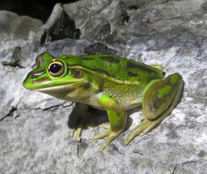 A green and golden bell frog (Litoria aurea) perched on a rock