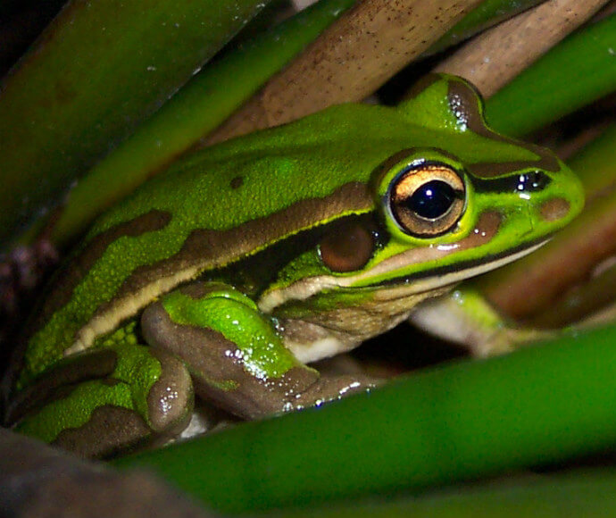 A green and golden bell frog (Litoria aurea) sitting in vegetation