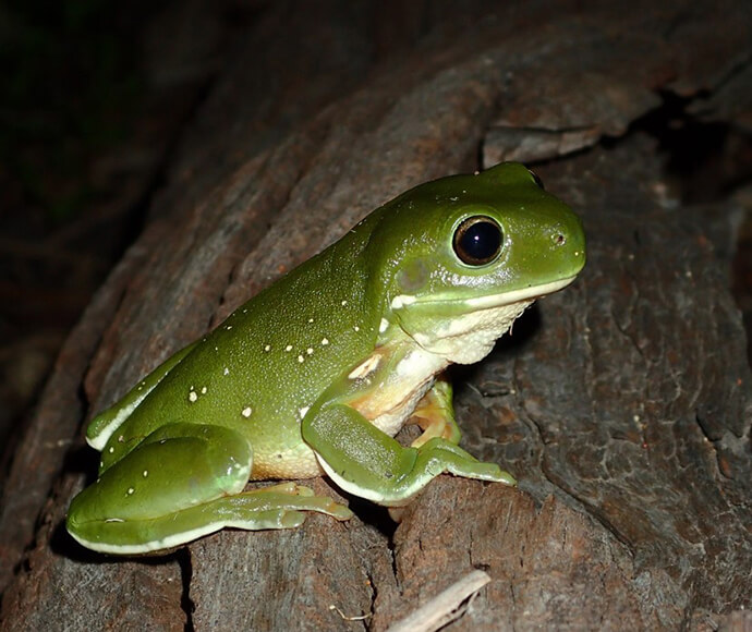 A green tree frog (Litoria caerulea) eyes wide open