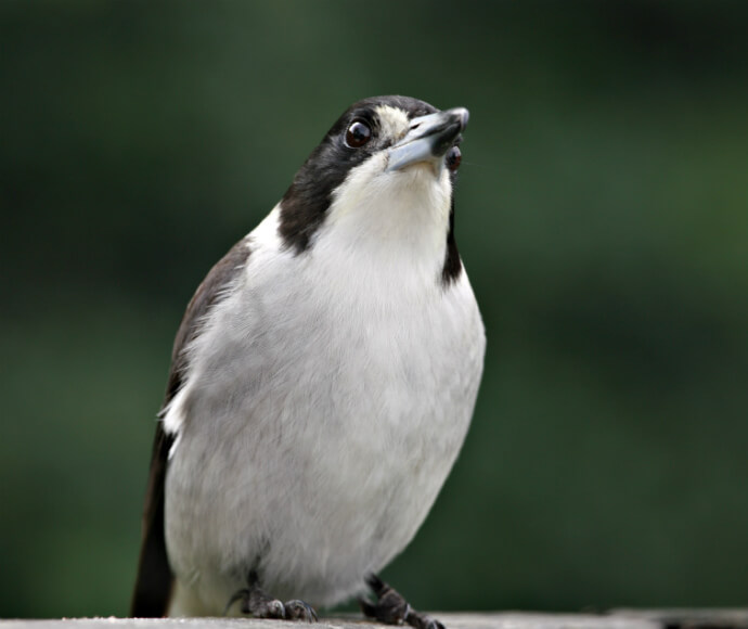 A grey butcherbird (Cracticus torquatus) perched on timber