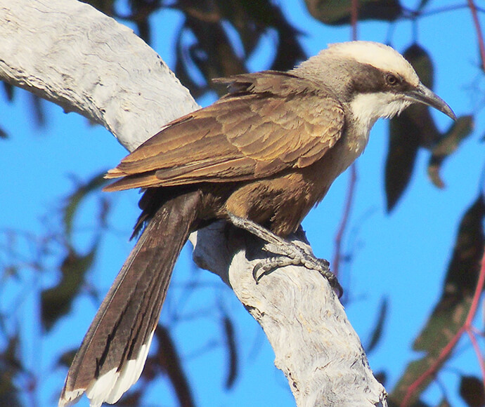 Grey-crowned babbler staring on a high branch