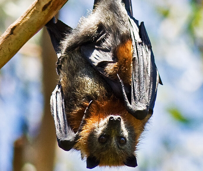 A Grey-headed flying-fox hangs upside down