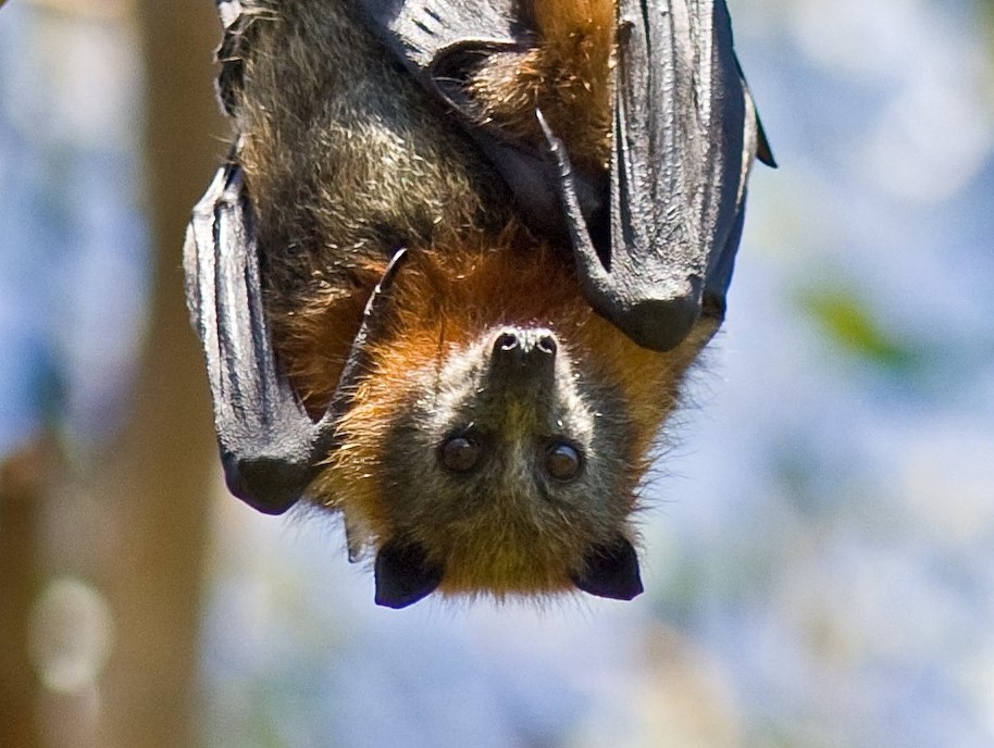 A grey-headed flying-fox (Pteropus poliocephalus) roosting in a tree