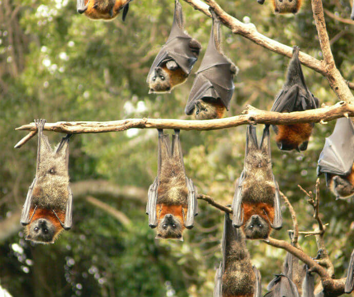 Grey-headed flying-foxes (Pteropus poliocephalus) roosting