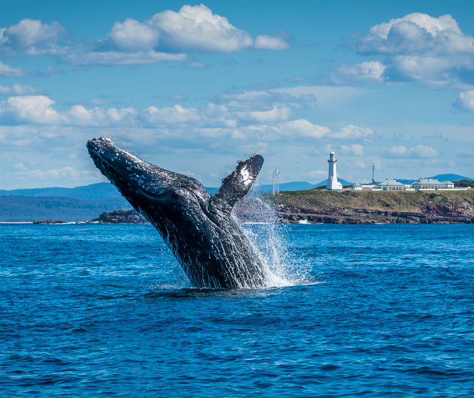 A Humpback whale (Megaptera novaeangliae) breaches the water, creating a splash, with Green Cape lighthouse and the coastline of Ben Boyd National Park visible in the background under a clear sky.