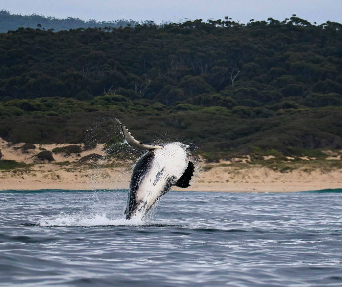 A Humpback whale (Megaptera novaeangliae) breaches the water, showcasing its black and white underside, with a sandy beach and dense greenery from Conjola National Park in the background.