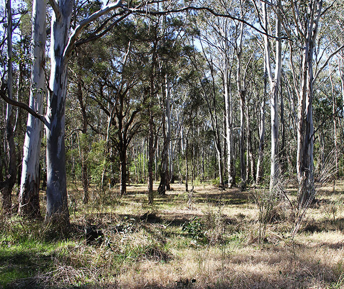 A natural forest scene with tall, slender trees with white bark and a dense underbrush. Sunlight filters through the canopy, casting shadows on the forest floor covered with grass and fallen leaves.