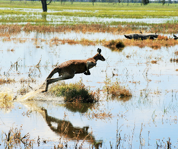 Kangaroo jumping through water, Macquarie Marshes Nature Reserve