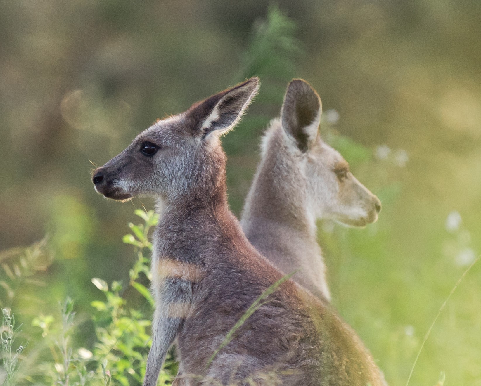 Two kangaroos face opposite directions