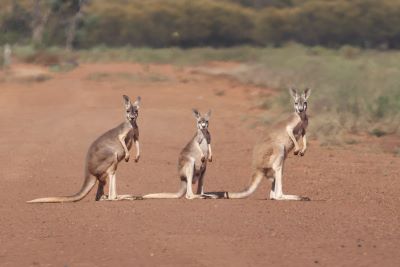 Three kangaroos standing neatly in a line looking at the camera