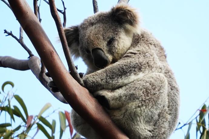 Koala (Phascolarctos cinereus), Heathcote National Park