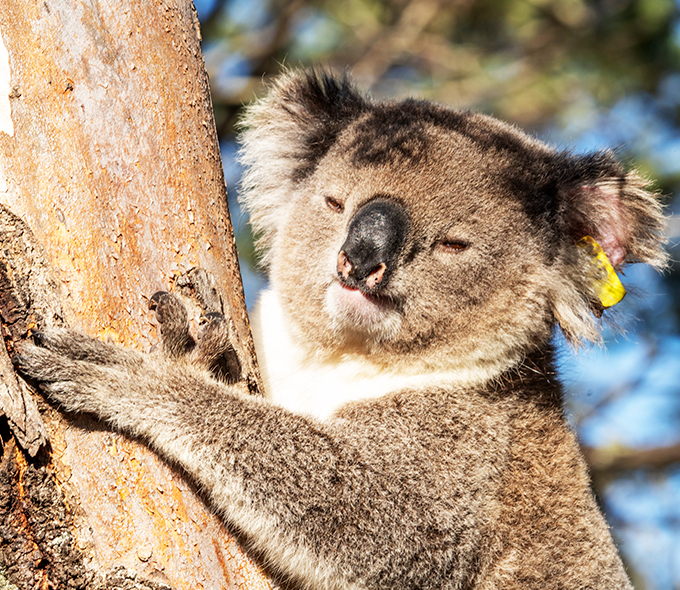 A koala climbing onto a tree in the bright sunlight, with an ear tag on its left ear.