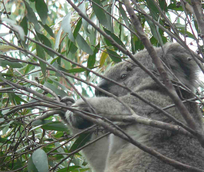 A koala (Phascolarctos cinereus) at Mumbulla