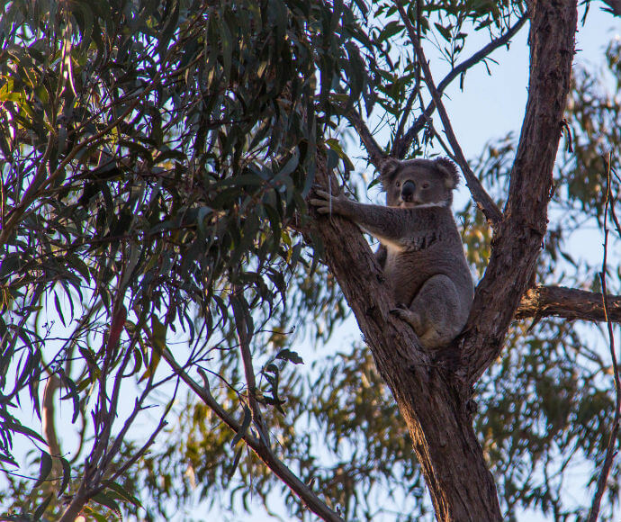 A koala perched high on a leafy tree in the Southern Highlands