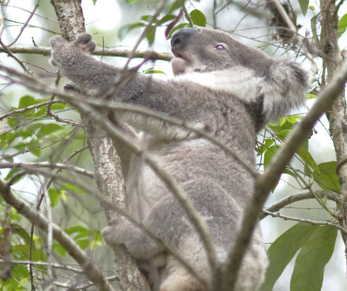 A koala climbing up a tree using its strong arms and legs to grip onto a branch