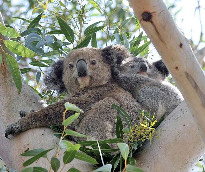 A koala resting high on a green leafy tree with their joey on its back.