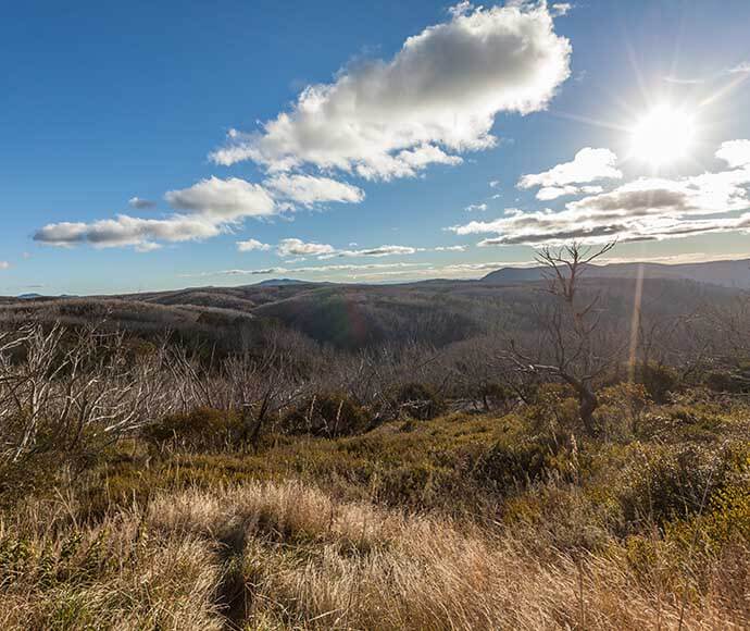 Sunburst, regrowth after fire, Alpine Way Kosciuszko National Park 