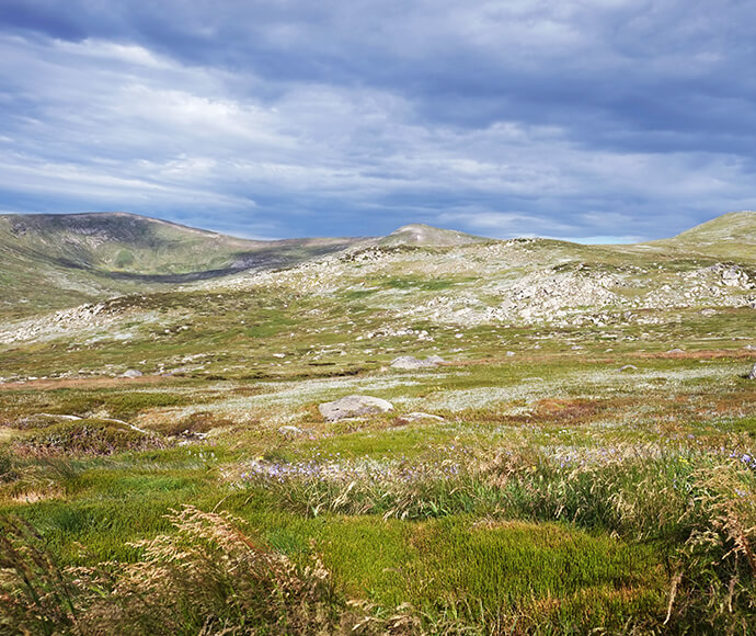 Main Range walk alpine herbfields, Kosciuszko National Park