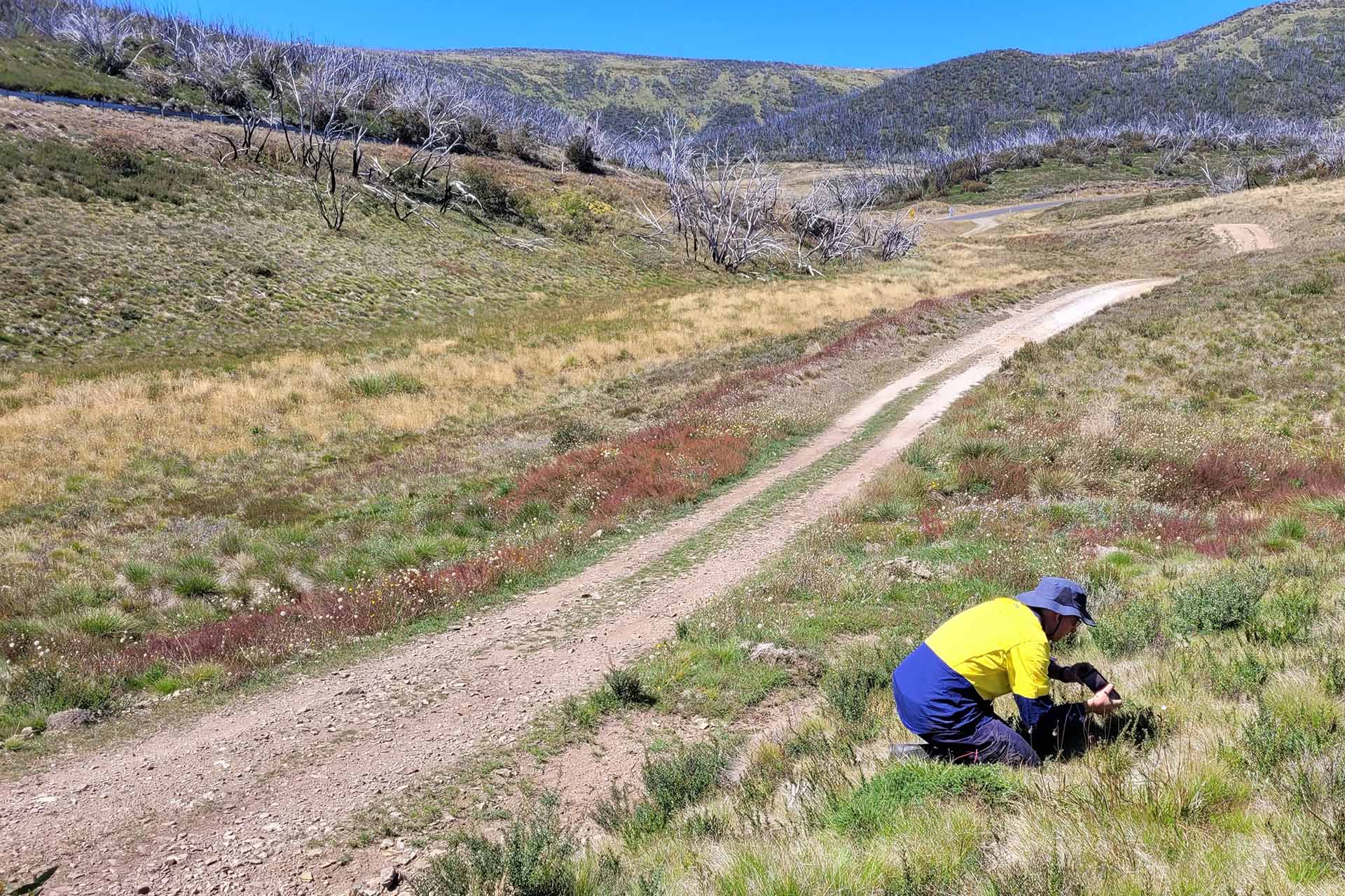 A person in a yellow top and dark pants kneeling on a dirt trail in a grassy field with leafless trees and a clear blue sky in the background