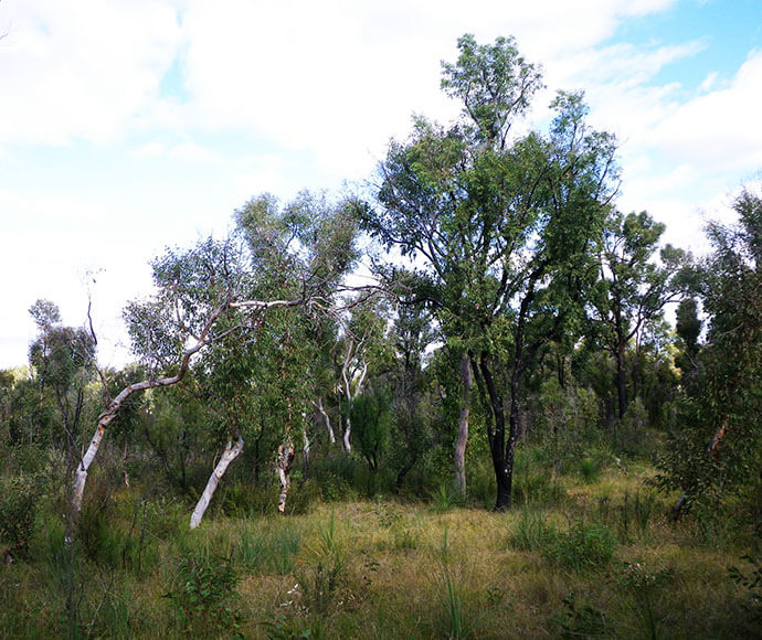 A serene woodland landscape with diverse tree species, some with white bark and green foliage, under a clear sky.