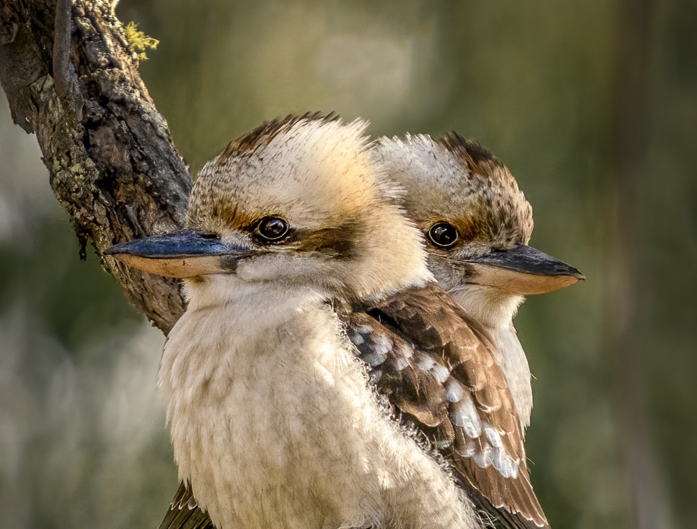 Two laughing kookaburras perched on a tree branch