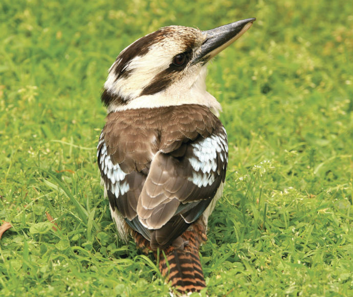 A laughing kookaburra is standing on a grassy surface with its back turned. It is holding its head up high with its beak pointing upwards.