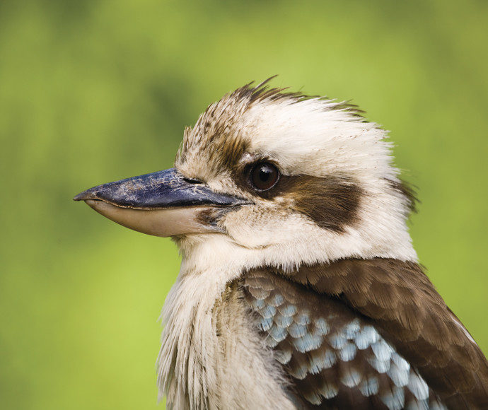 A laughing kookaburra with round eyes, long beak and brown and blue-spotted feathers