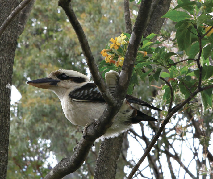 A laughing kookaburra settled high above a native frangipani tree featuring vibrant orange flowers