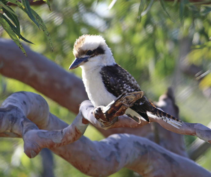 A laughing kookaburra perched on a long-winding branch of a Sydney red gum.