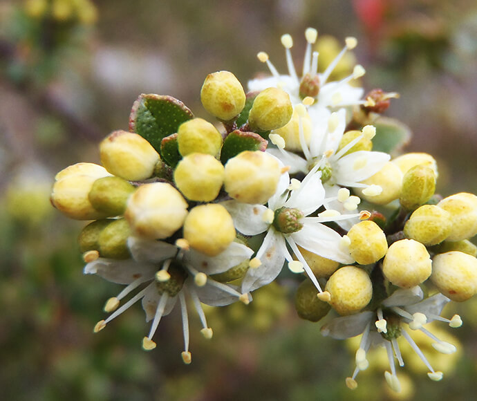 Detailed view of Leionema lamprophyllum subsp fractum, featuring striking yellow and white flowers in close proximity.