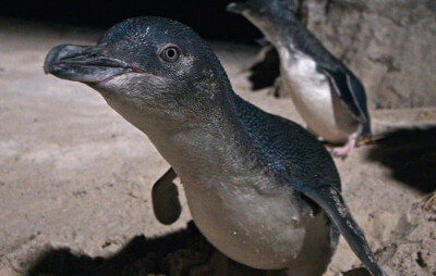 Close up of little penguin on sand with another penguin in the background