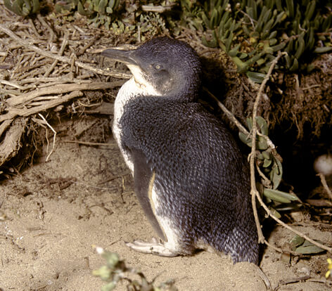 A little penguin (Eudyptula minor) in its nest