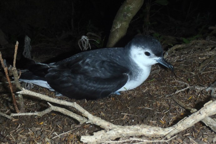 A Little shearwater (Puffinus assimilis) resting on the ground among twigs and leaves, showcasing its white belly and grey back. This seabird is classified as a vulnerable species.