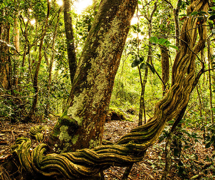 A dense forest scene with a large tree trunk in the foreground covered in moss and surrounded by twisted vines. Sunlight filters through the canopy, creating dappled patterns on the forest floor