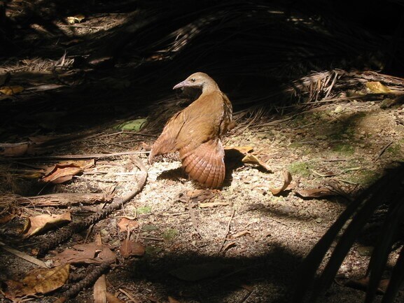 A Lord Howe woodhen (Gallirallus sylvestris) among fallen branches and leaf litter