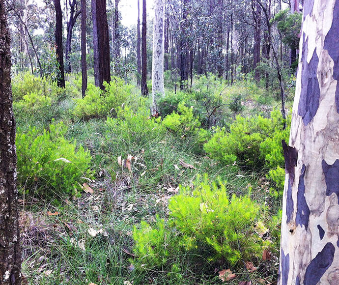 A natural forest scene with a variety of trees, some with distinctive spotted bark, and dense underbrush consisting of various shrubs and greenery.