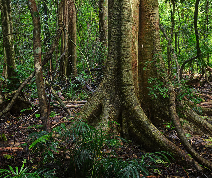 A dense tropical rainforest with a prominent tree in the foreground featuring large buttress roots extending into the surrounding undergrowth, indicative of rich biodiversity and complex ecosystems.