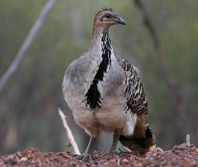 Malleefowl standing proudly on the ground with a blurred background in Nymagee NSW