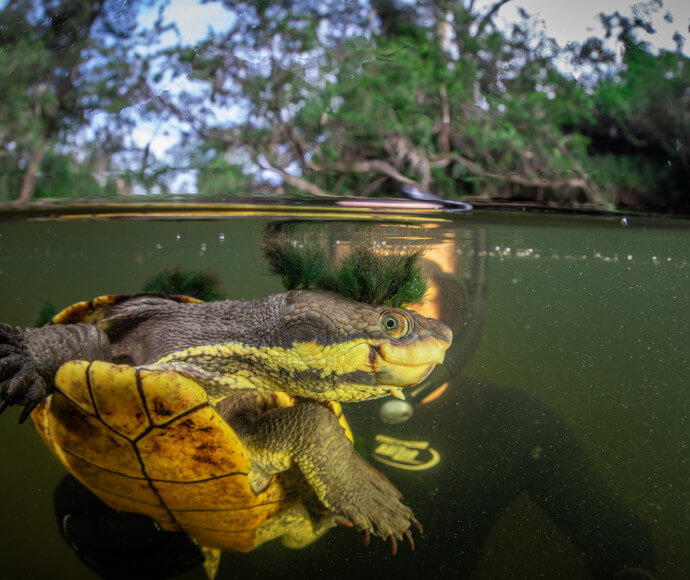 A turtle with a yellow underside on its shell and yellow markings on its face and neck swims in a river with a human diver watching it