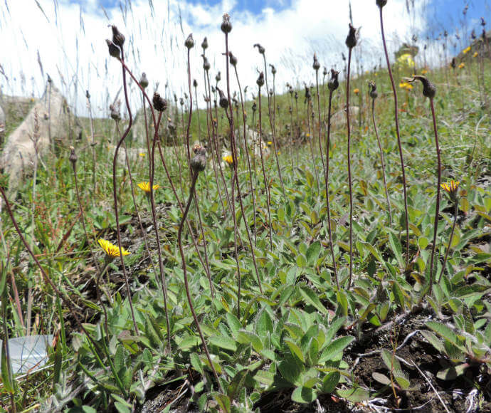 A close-up view of a vibrant green meadow with a variety of plants, including some with yellow flowers and others with tall, dried seed heads. The sky is visible in the background, suggesting a sunny day.