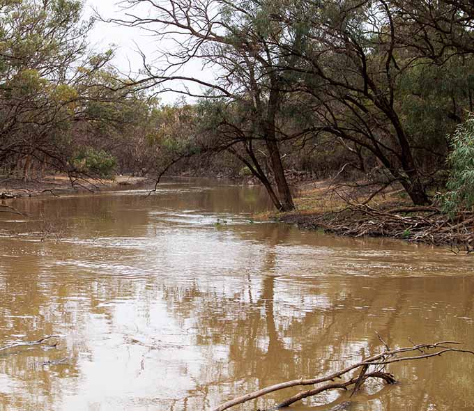 Muddy river with overhanging trees and dense vegetation on the banks