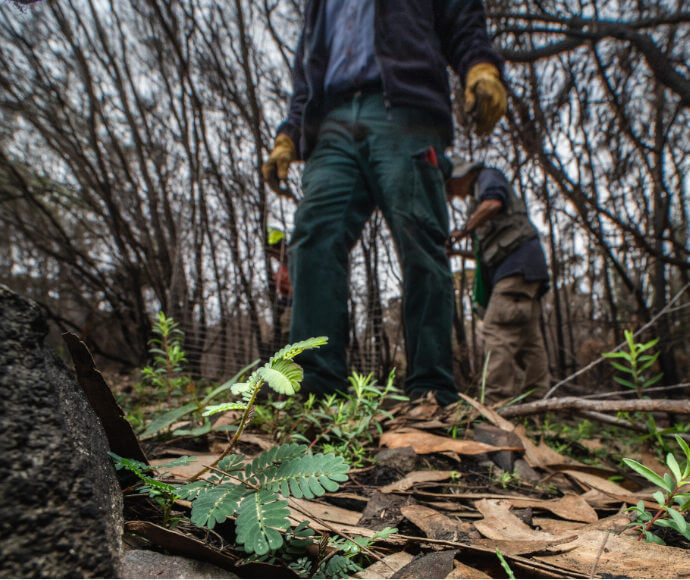 People planting wattle seedlings