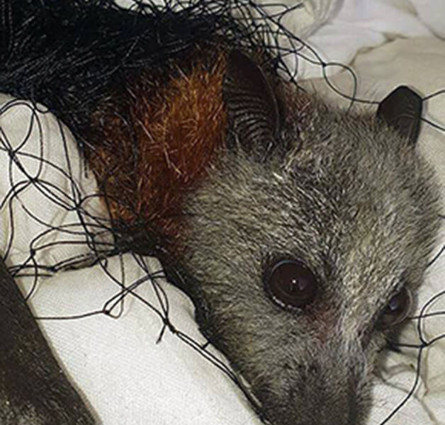 Flying-fox caught in netting