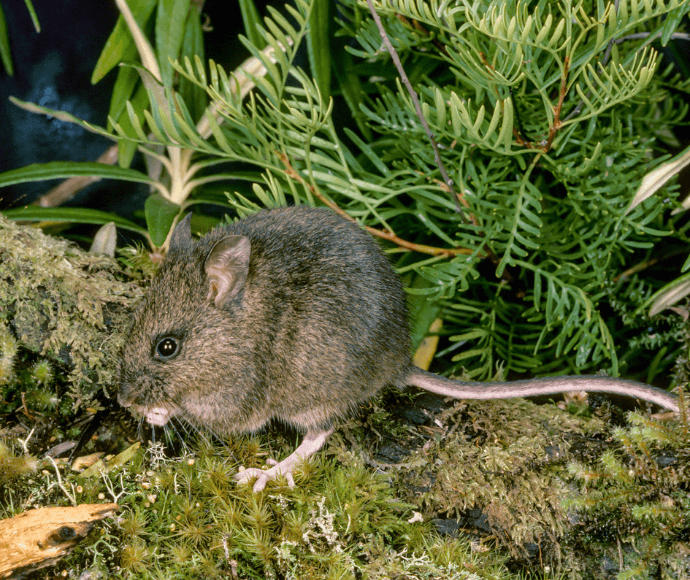 Small mouse crouching on moss with leafy ferns behind it.