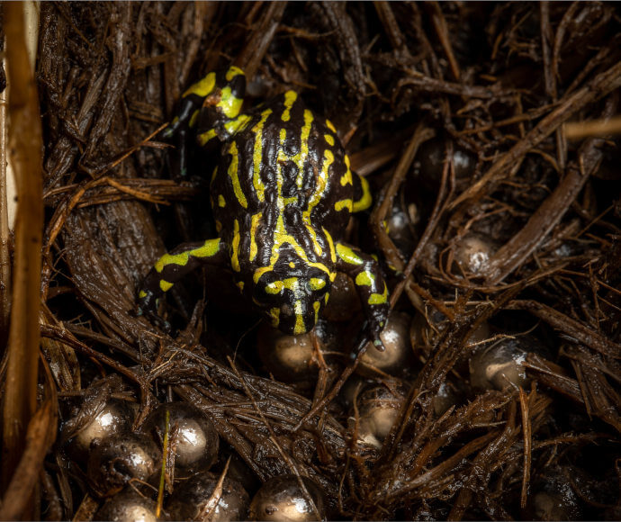 Bright yellow and black frog in a nest of weeds, surrounded by eggs that look like silver balls