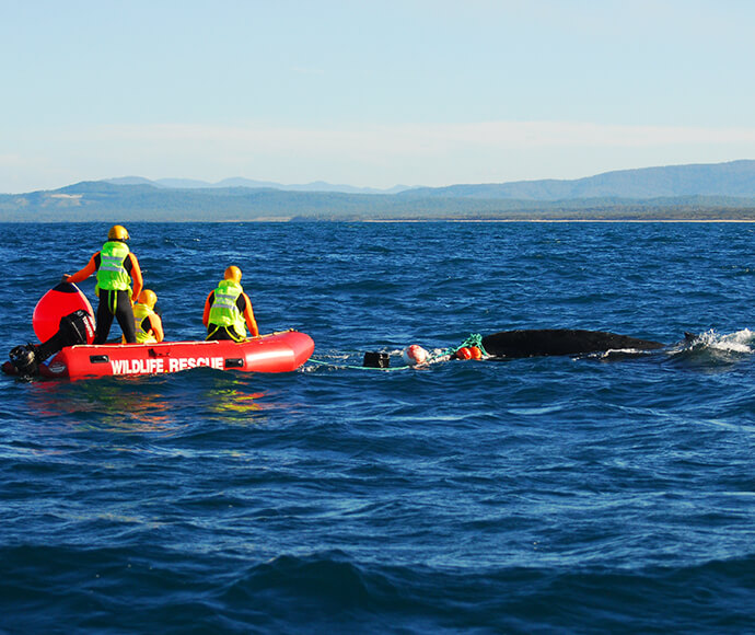 An NPWS team freeing a humpback whale off Corindi